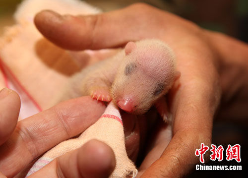 > 正文   小熊浑身细毛覆盖,小嘴粉嫩可爱.