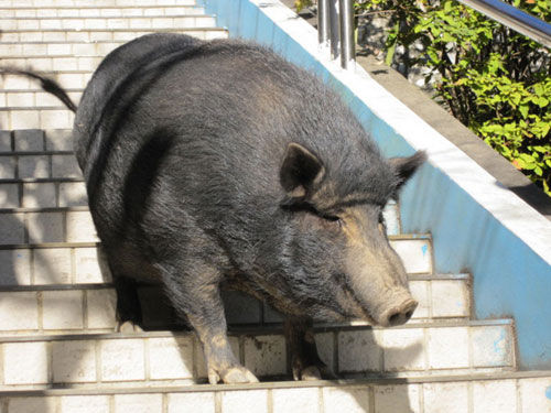 讨喜山猪巡校9年学童昵称副校长图