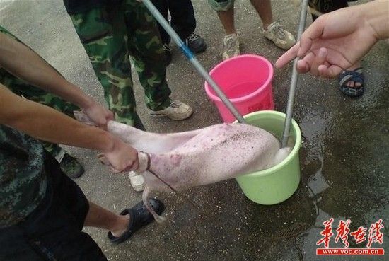 警校学生虐杀小猪手段残忍 称是法医课做实验(图)