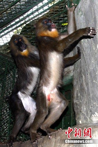 一雌一雄两只山魈安家深圳野生动物园.