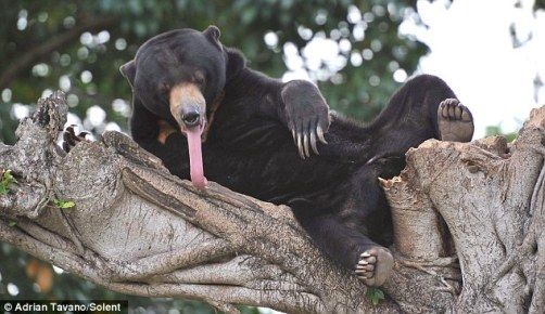 逗趣狗熊打哈欠 舌头伸出20多厘米憨态可掬(图)