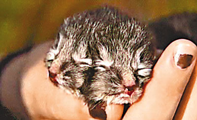 美国发现一只罕见双头猫仅活两天死亡图