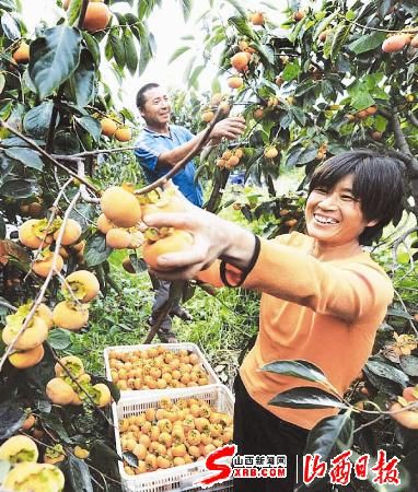 9月12日,永济市城西街道任阳村农民正在采摘柿子.