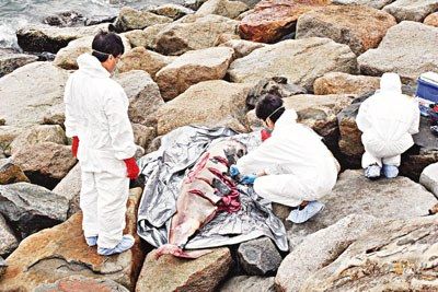 香港海灘發現一海豚屍體經查為15歲雄江豚圖