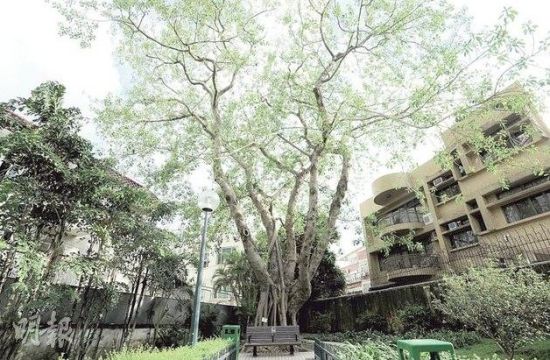 香港古树疑患"树癌" 树身长真菌濒临死亡(图)