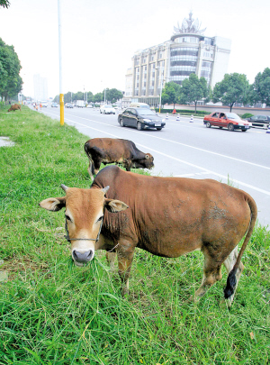 牛绿化带上公然吃草