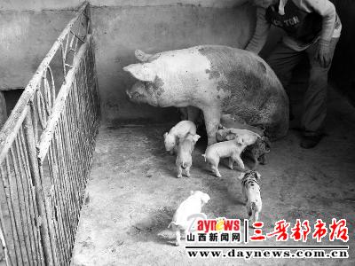奇应县一母猪十多天连产两窝崽图