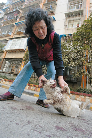 流浪猫被打死图片