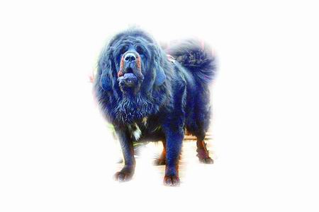 价值数百万元藏獒参赛途中脱逃