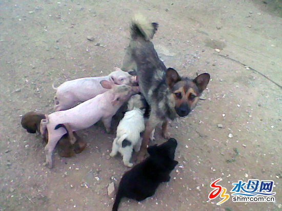 两头小猪争吃狗妈妈乳汁将狗仔踩在脚下图
