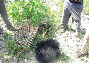 孙女爱吃麻雀爷爷上山打猎 一名非法狩猎者被抓