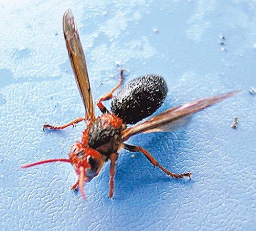 台湾除草工遭百只虎头蜂攻击口吐白沫身亡