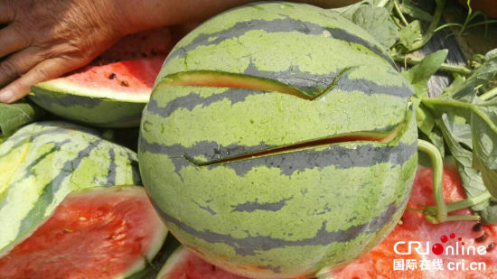 5亩西瓜地一夜被毁