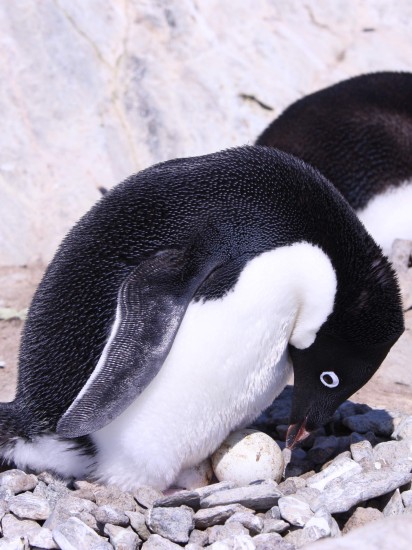 组图记者拍下阿德雷企鹅孵卵情景