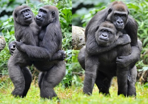 俩猩猩抱抱图图片