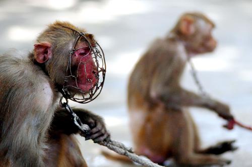 组图被锁链束缚的生命