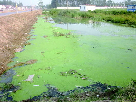 美舍河污染图片
