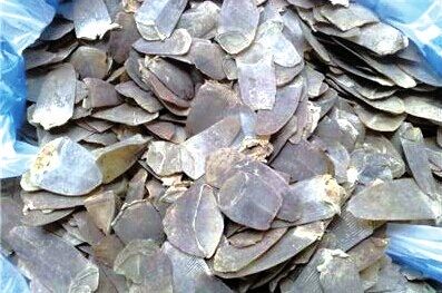 嫌犯跨国走私165千克穿山甲鳞片图