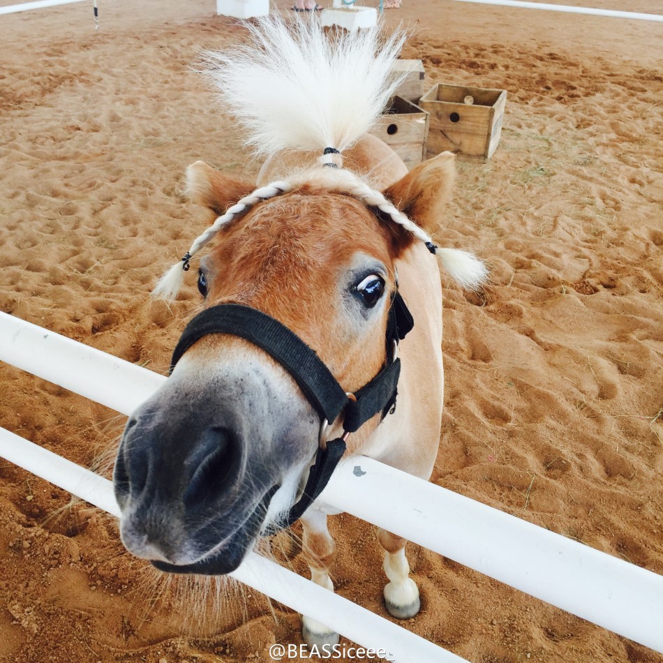 萌萌哒小马表情搞怪秀