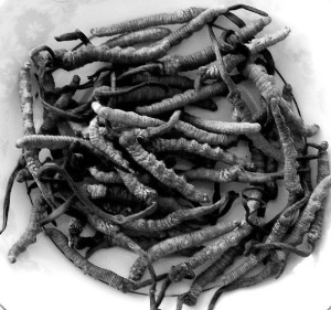 据新华社 日本福井大学教授榊原三树男等人使用离子束照射冬虫夏草