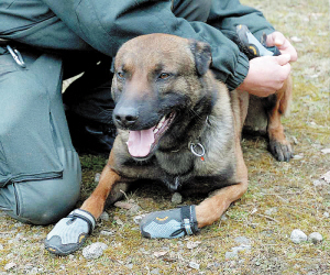 德国现役警犬护爪儿穿军靴图