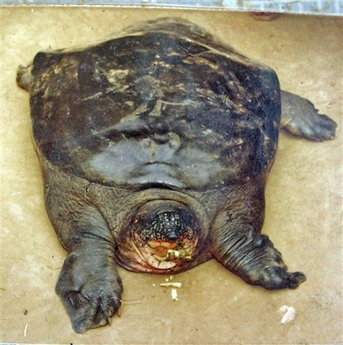 美国研究人员在越南发现巨型斑鳖(图)