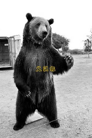 美国灰熊发狂咬死驯兽员 可能被判人道死刑(图)