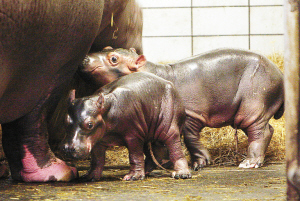 5月4日,在荷蘭北部德倫特省的埃門動物園,一對剛出生的河馬雙胞胎站在