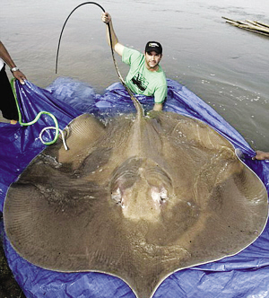 世界最大淡水鱼类巨型黄貂鱼长427米