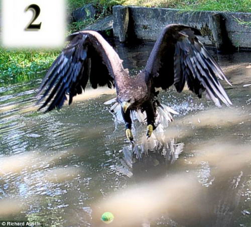 英国一只白尾海雕爱上叼网球游戏组图