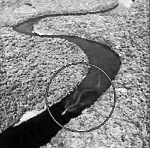 30米巨蛇穿梭婆罗州河道?
