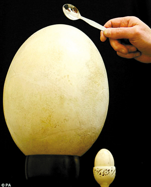 地球上最大的蛋图片