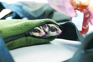 澳洲"蝙蝠鼠"风靡美利坚