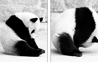 照片中大熊猫在翻跟头,十分可爱,然而更令人叫绝的是,这一连串动作是