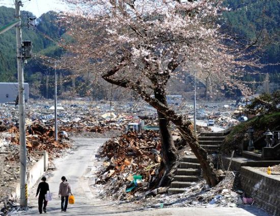 4月18日,在日本岩手县大槌町,两名妇女从樱花树下走过新华社/法新