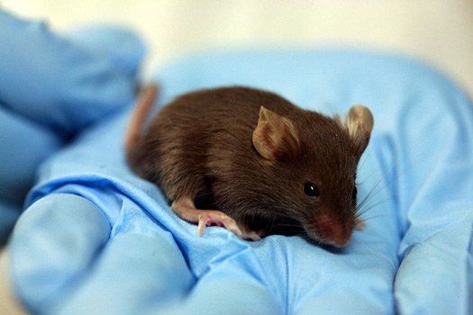 研究人员发现,把年轻老鼠的血液注射到年老老鼠的体内,后者出现"返