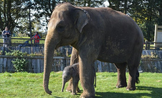 英国大象怀孕两年平安分娩(组图)