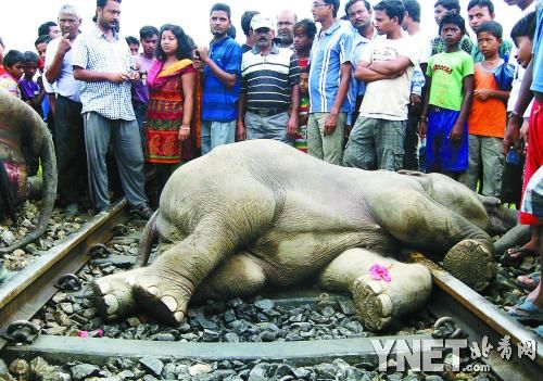 一辆快速客运列车5月30日在印度东部撞上象群,导致数头大象死亡