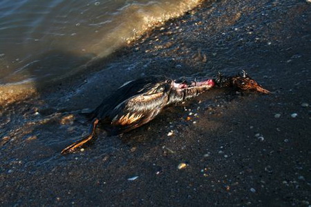 组图黑海燃油泄漏3万只海鸟死亡