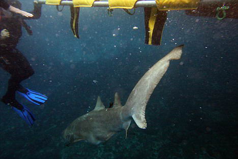 图文灰鲨在获救后重返海洋