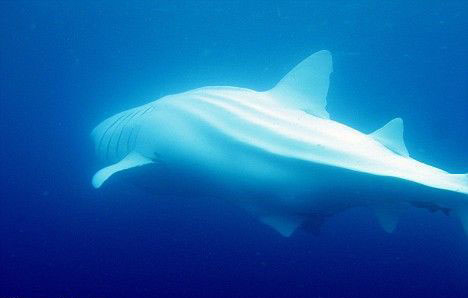 罕见白化鲸鲨现身达尔文海域组图