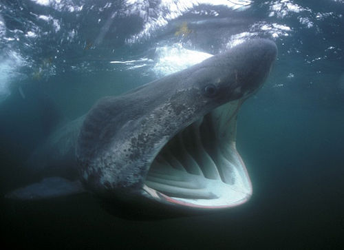世界上最大的五种鲨鱼图片
