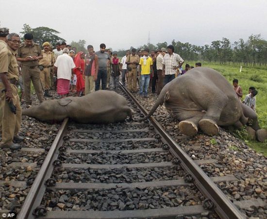 印度4头大象横穿铁路时被火车撞死(组图)