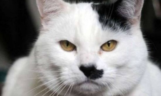 英国1只家猫因长相酷似希特勒走红(图)