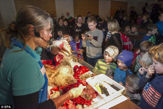 丹麦博物馆向小学生展示狼尸解剖全过程图