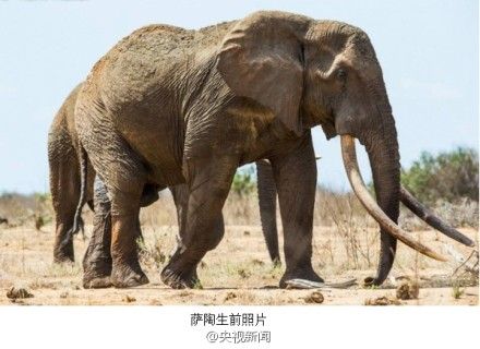 象王萨陶凶手图片