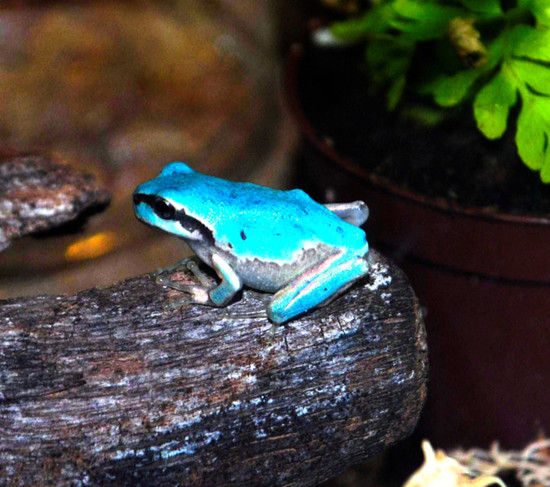 日本现罕见蓝色青蛙 或因变异褪去胡萝卜素(图)