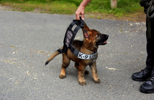 起亚K9 5.0升V8落地多少钱 起亚K9和迈巴赫哪个更贵