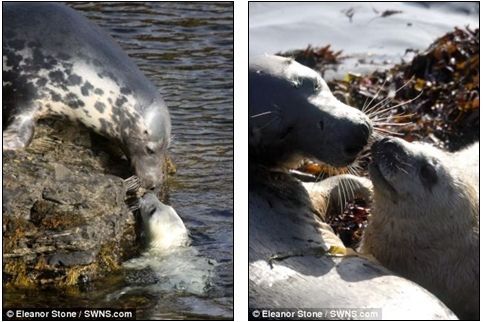 萌死人不偿命的海豹宝宝(组图)