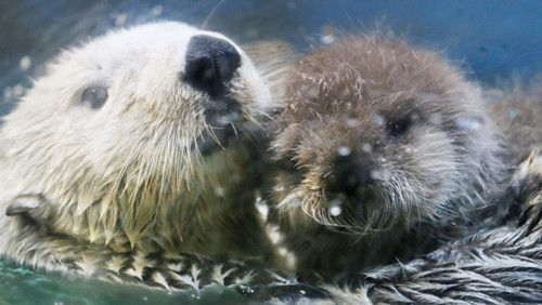 小海獭刚出生不会游泳 躺母亲肚上悠然自得